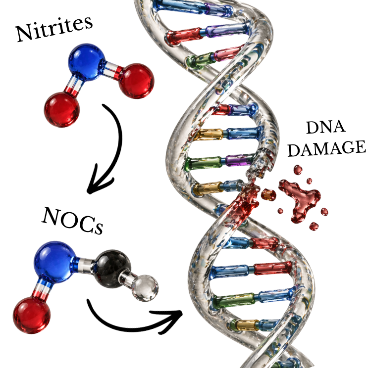 Nitrites to NOCs to DNA damage editorial graphic